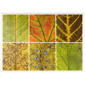Darstellung des Puzzle-Motivs Autumn Leaves 3 – Puzzleteile: 500