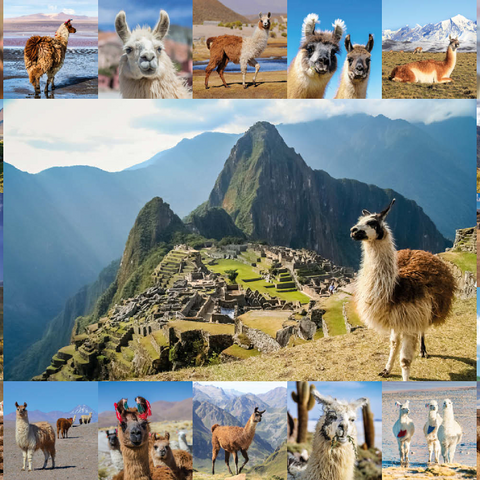 Lamas und Alpakas - Collage No. 1 100 Puzzle 3D Modell