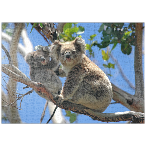 puzzleplate Bedrohte Tierarten - Koalas 1000 Puzzle