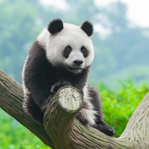 Bedrohte Tierarten - Großer Panda 1000 Puzzle 3D Modell