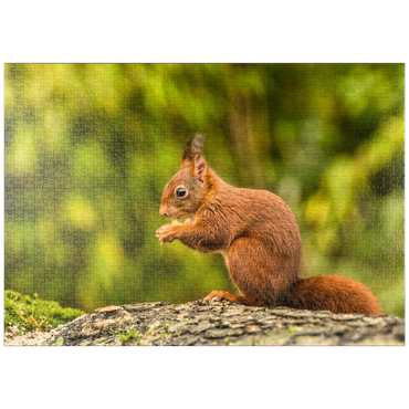 puzzleplate Rotes Eichhörnchen im Wald essen 1000 Puzzle