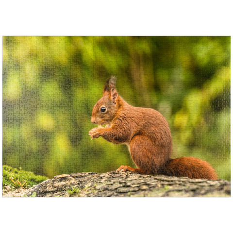 puzzleplate Rotes Eichhörnchen im Wald essen 1000 Puzzle