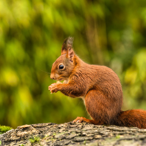 Rotes Eichhörnchen im Wald essen 1000 Puzzle 3D Modell