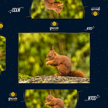 Rotes Eichhörnchen im Wald essen 1000 Puzzle Schachtel 3D Modell