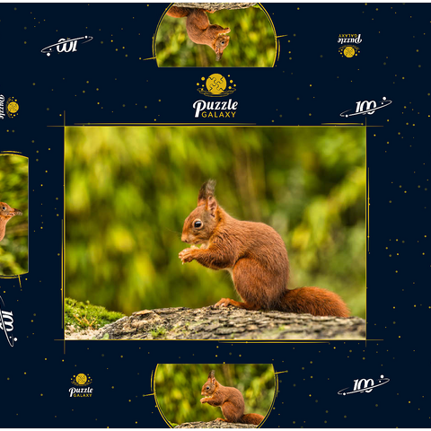 Rotes Eichhörnchen im Wald essen 100 Puzzle Schachtel 3D Modell