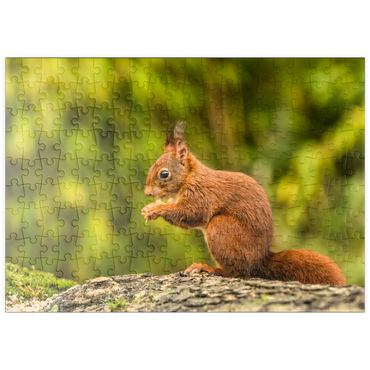 puzzleplate Rotes Eichhörnchen im Wald essen 200 Puzzle