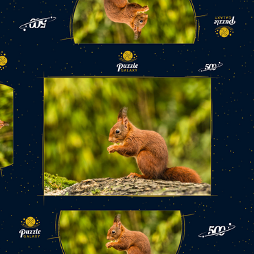 Rotes Eichhörnchen im Wald essen 500 Puzzle Schachtel 3D Modell