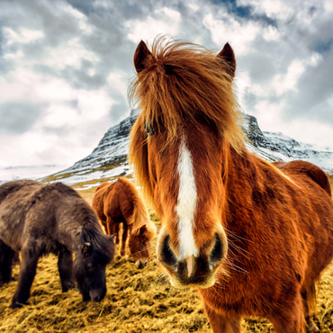 Pferde in den Bergen von Island 1000 Puzzle 3D Modell