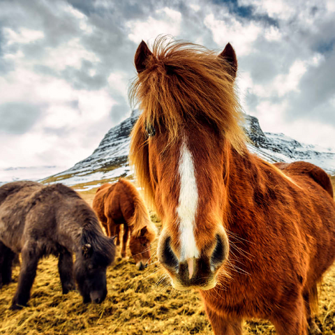 Pferde in den Bergen von Island 100 Puzzle 3D Modell