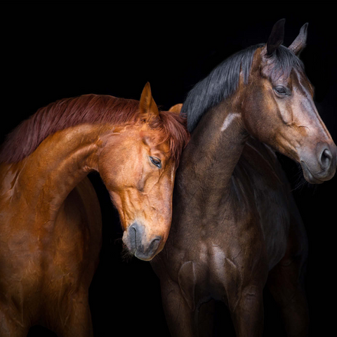 Zwei Pferde in Nahaufnahme isoliert auf schwarzem Hintergrund 1000 Puzzle 3D Modell