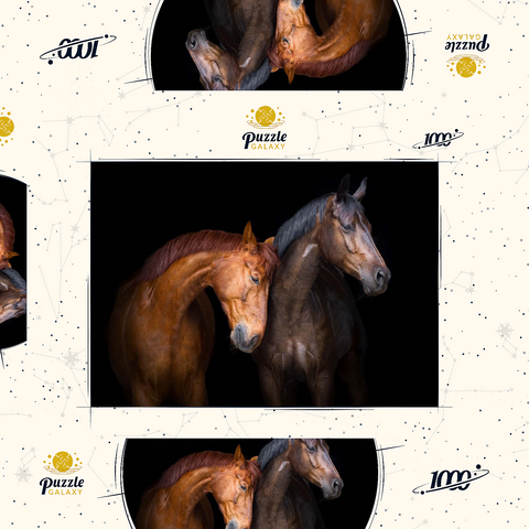 Zwei Pferde in Nahaufnahme isoliert auf schwarzem Hintergrund 1000 Puzzle Schachtel 3D Modell