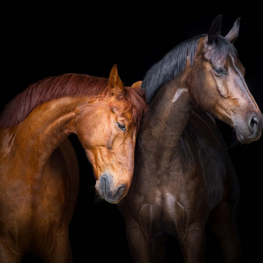 Zwei Pferde in Nahaufnahme isoliert auf schwarzem Hintergrund 500 Puzzle 3D Modell
