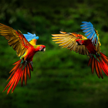 Papageien im Wald, Papagei fliegt in dunkelgrüner Vegetation 100 Puzzle 3D Modell