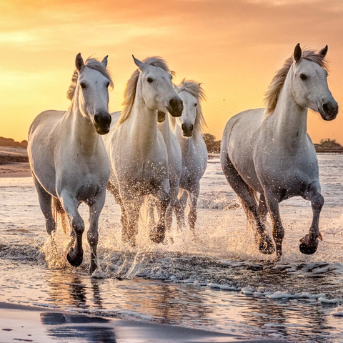 Weiße Camargue Pferde galoppieren am Strand, Frankreich 1000 Puzzle 3D Modell