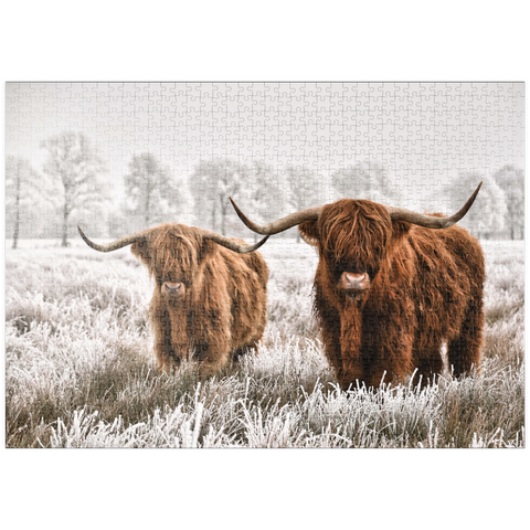 puzzleplate Behaarte schottische Hochlandrinder in einer Winterlandschaft 1000 Puzzle