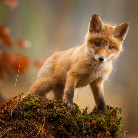 Ein junger neugieriger Fuchs im Wald 1000 Puzzle 3D Modell