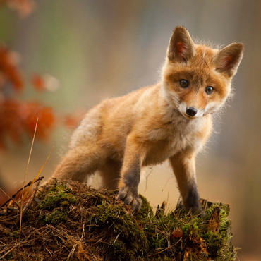 Ein junger neugieriger Fuchs im Wald 100 Puzzle 3D Modell