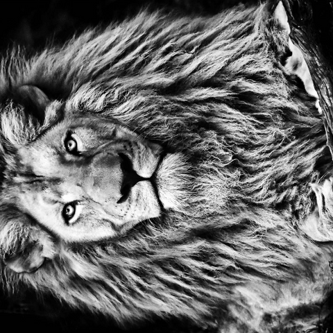 Schwarz-Weiß-Bild eines Majestätischen Löwen 1000 Puzzle 3D Modell