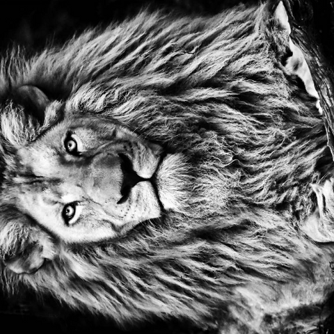 Schwarz-Weiß-Bild eines Majestätischen Löwen 100 Puzzle 3D Modell