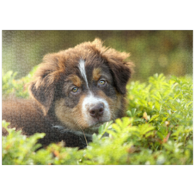 Darstellung des Puzzle-Motivs Ein Hund im Gras – Puzzleteile: 1000