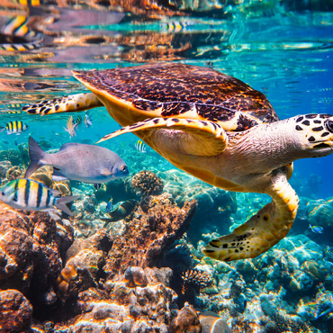 Hawksbill Turtle, Karettschildkröte, Malediven 200 Puzzle 3D Modell