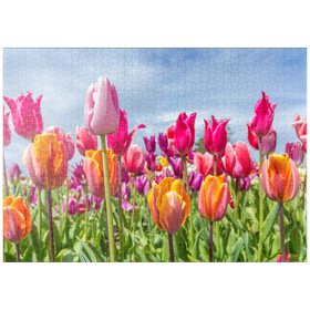 Darstellung des Puzzle-Motivs Orange- gelbes Tulpenfeld – Puzzleteile: 1000
