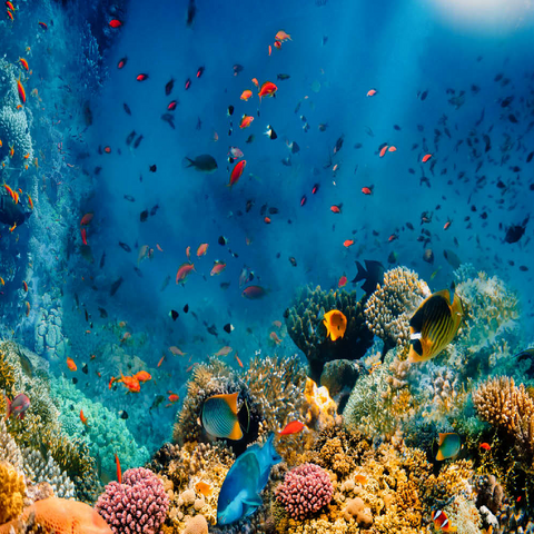 Korallenriff und Fische im Roten Meer in Ägypten 500 Puzzle 3D Modell