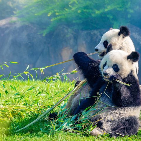 Mutter Panda und ihr Baby Panda beim Bambus essen 1000 Puzzle 3D Modell