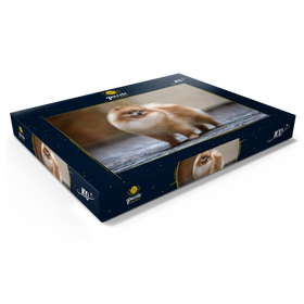 Darstellung des Puzzle Motivs Hundeschau Champion - Zwergspitz - Puzzleteile: 100