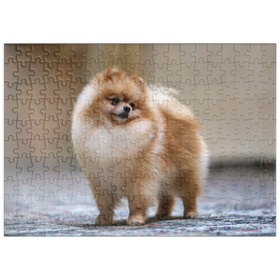 Darstellung des Puzzle Motivs Hundeschau Champion - Zwergspitz - Puzzleteile: 200