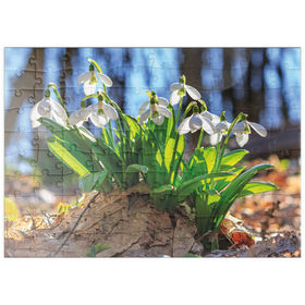 Darstellung des Puzzle Motivs Schneeglöckchen (Galanthus nivalis), Frühlingsblumen im Wald - Puzzleteile: 100