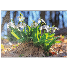 Darstellung des Puzzle Motivs Schneeglöckchen (Galanthus nivalis), Frühlingsblumen im Wald - Puzzleteile: 500