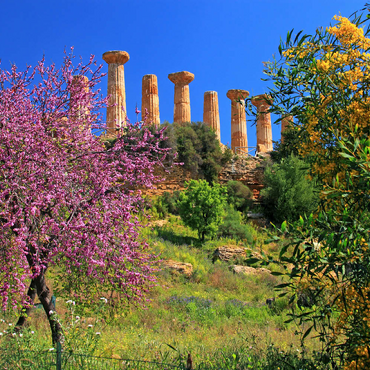 Blühende Bäume mit dem Heraklestempel im Tal der Tempel - Italien 100 Puzzle 3D Modell