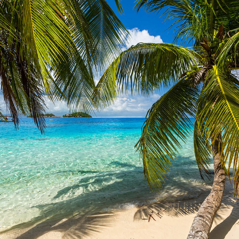 Palmenstrand am Matira Point, Insel Bora Bora, Französisch Polynesien, Südsee 100 Puzzle 3D Modell