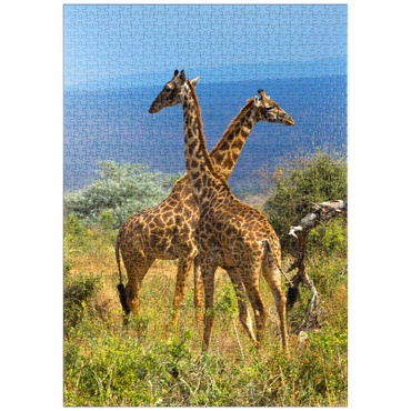puzzleplate Amboseli-Nationalpark, Kenia, Giraffen (Giraffa camelopardalis) 1000 Puzzle