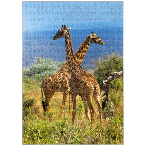 puzzleplate Amboseli-Nationalpark, Kenia, Giraffen (Giraffa camelopardalis) 1000 Puzzle