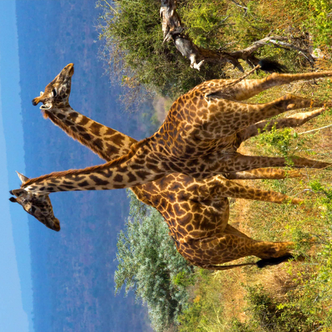 Amboseli-Nationalpark, Kenia, Giraffen (Giraffa camelopardalis) 1000 Puzzle 3D Modell