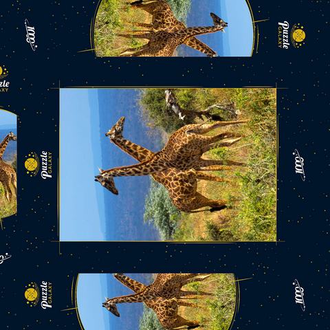 Amboseli-Nationalpark, Kenia, Giraffen (Giraffa camelopardalis) 1000 Puzzle Schachtel 3D Modell