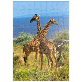Darstellung des Puzzle Motivs Amboseli-Nationalpark, Kenia, Giraffen (Giraffa camelopardalis) - Puzzleteile: 100