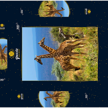 Amboseli-Nationalpark, Kenia, Giraffen (Giraffa camelopardalis) 200 Puzzle Schachtel 3D Modell
