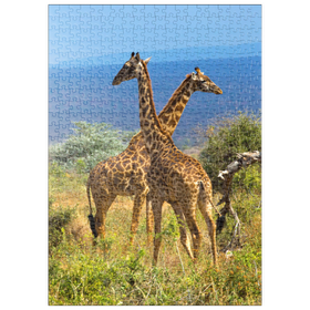 Darstellung des Puzzle-Motivs Amboseli-Nationalpark, Kenia, Giraffen (Giraffa camelopardalis) – Puzzleteile: 500