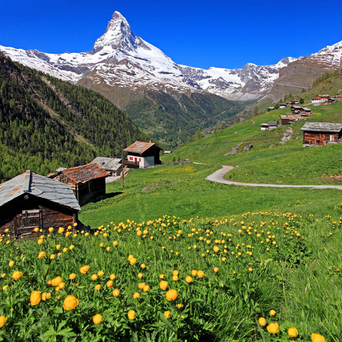 Frühlingswiese mit Trollblumen (Trollius europaeus) beim Weiler Findeln gegen Matterhorn (4478m), Zermatt 1000 Puzzle 3D Modell