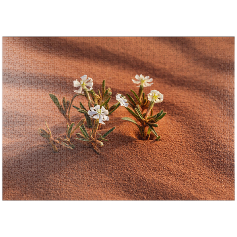puzzleplate Die Wüste blüht, Blumen im Sand, Wadi Rum, Gouvernement Aqaba, Jordanien 1000 Puzzle