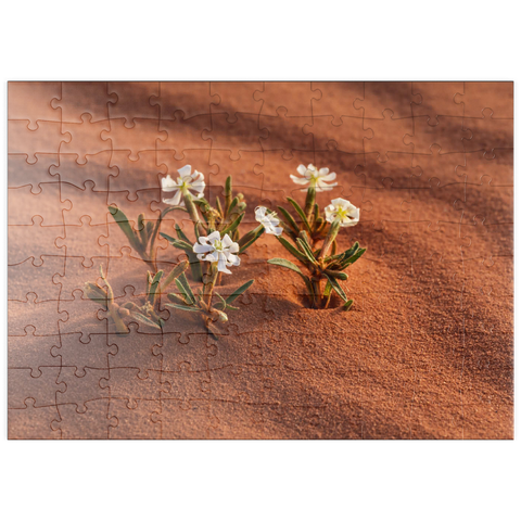 puzzleplate Die Wüste blüht, Blumen im Sand, Wadi Rum, Gouvernement Aqaba, Jordanien 100 Puzzle