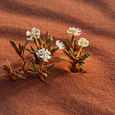 Die Wüste blüht, Blumen im Sand, Wadi Rum, Gouvernement Aqaba, Jordanien 100 Puzzle 3D Modell