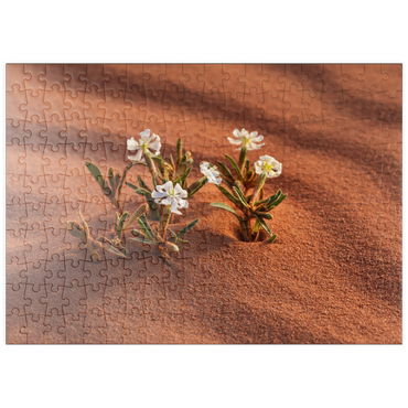 puzzleplate Die Wüste blüht, Blumen im Sand, Wadi Rum, Gouvernement Aqaba, Jordanien 200 Puzzle