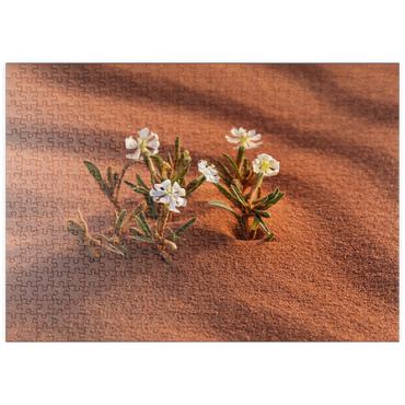 puzzleplate Die Wüste blüht, Blumen im Sand, Wadi Rum, Gouvernement Aqaba, Jordanien 500 Puzzle