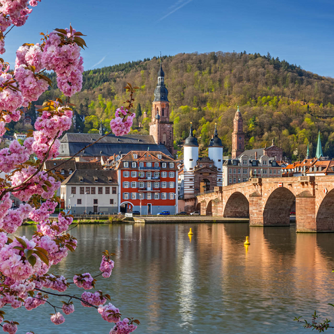 Japanische Zierkirsche am Neckarufer mit Blick zur Heidelberger Altstadt und Alte Brücke 1000 Puzzle 3D Modell