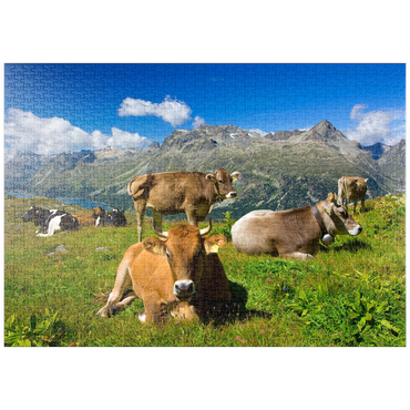 puzzleplate Kühe am Weg vom Corvatsch-Murtel mit Piz Polaschin (3013 m) und Oberengadiner Seen, St. Moritz 1000 Puzzle