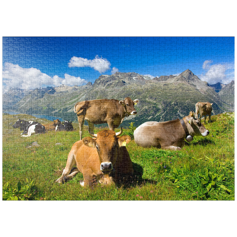 puzzleplate Kühe am Weg vom Corvatsch-Murtel mit Piz Polaschin (3013 m) und Oberengadiner Seen, St. Moritz 1000 Puzzle